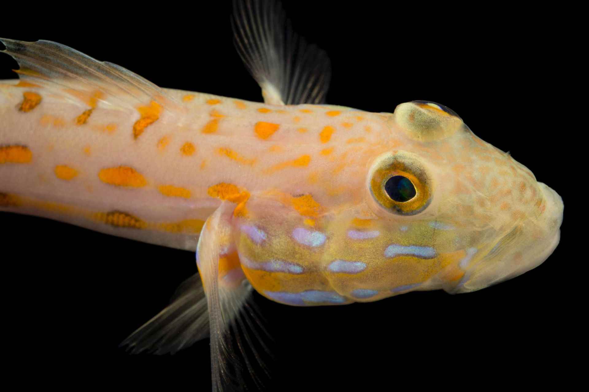 گوبی خال نارنجی