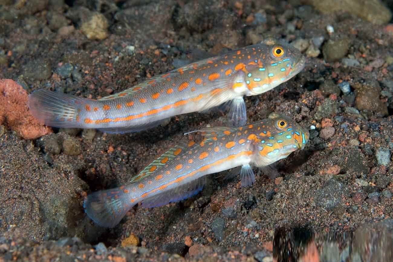 گوبی خال نارنجی