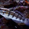 Sleeper Banded Goby