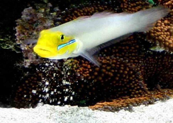 Sleeper Gold Head Goby
