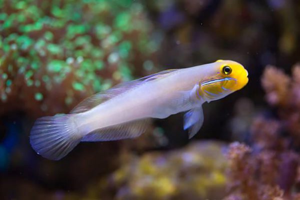 Sleeper Gold Head Goby