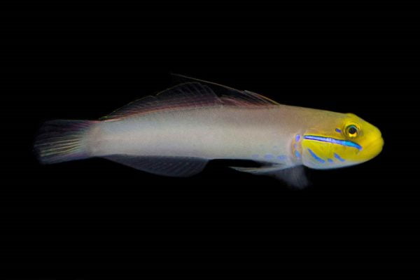 گوبی اسلیپر سر طلایی