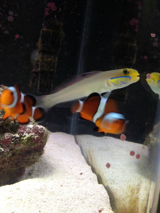 Sleeper Gold Head Goby