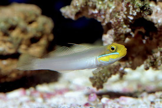 Sleeper Gold Head Goby