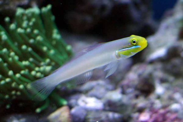 Sleeper Gold Head Goby