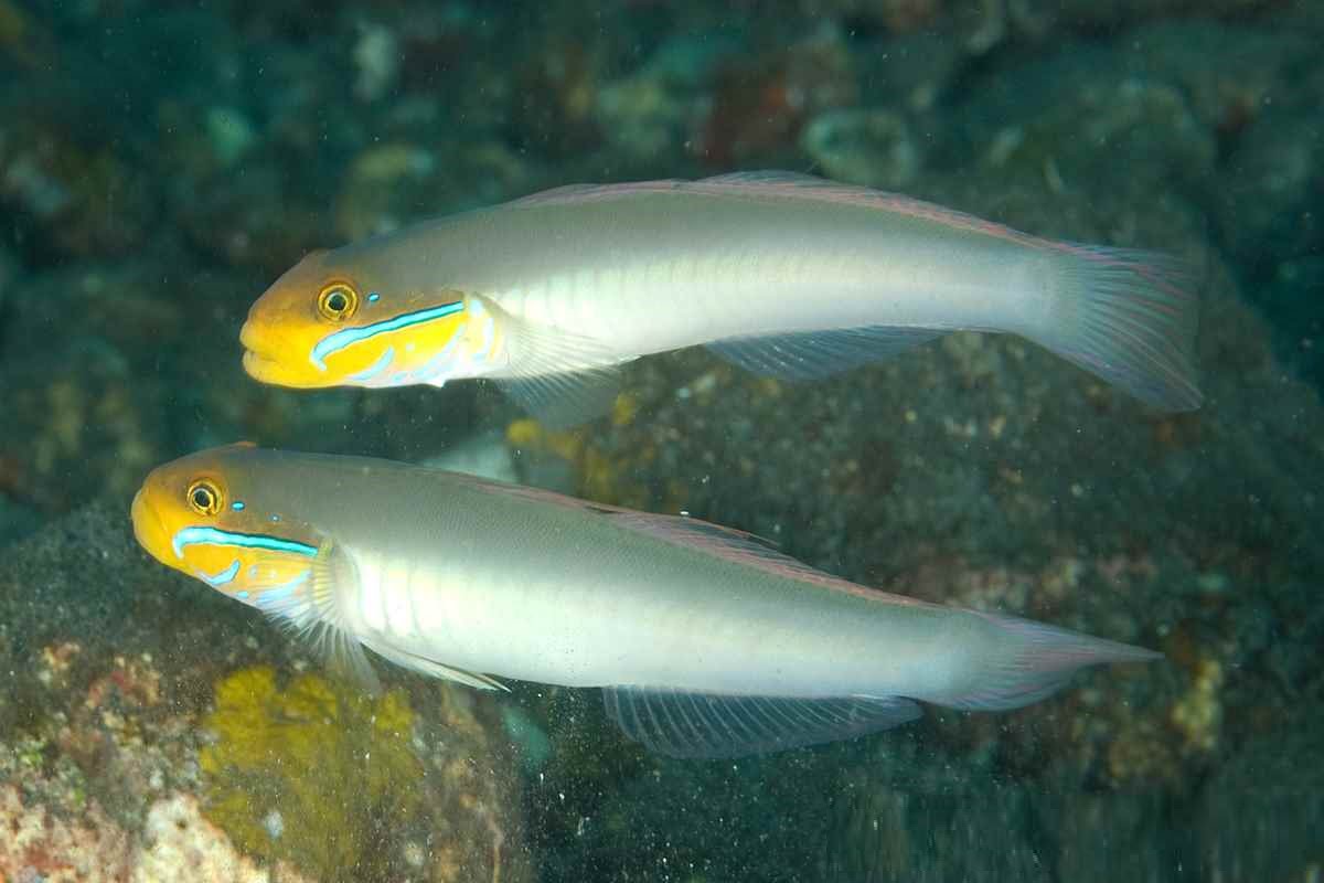 گوبی اسلیپر سر طلایی