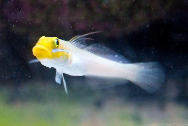 Sleeper Gold Head Goby