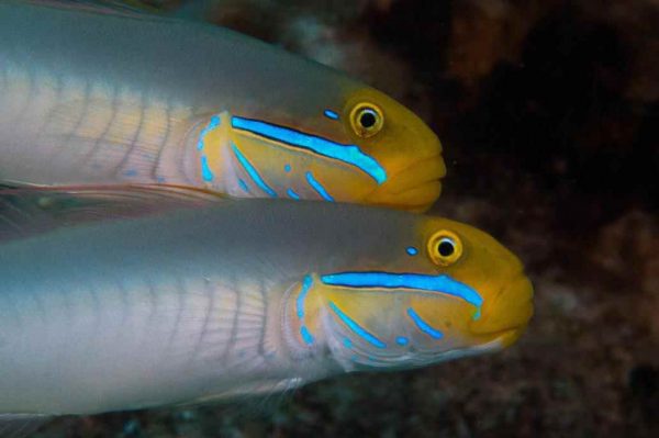 گوبی اسلیپر سر طلایی