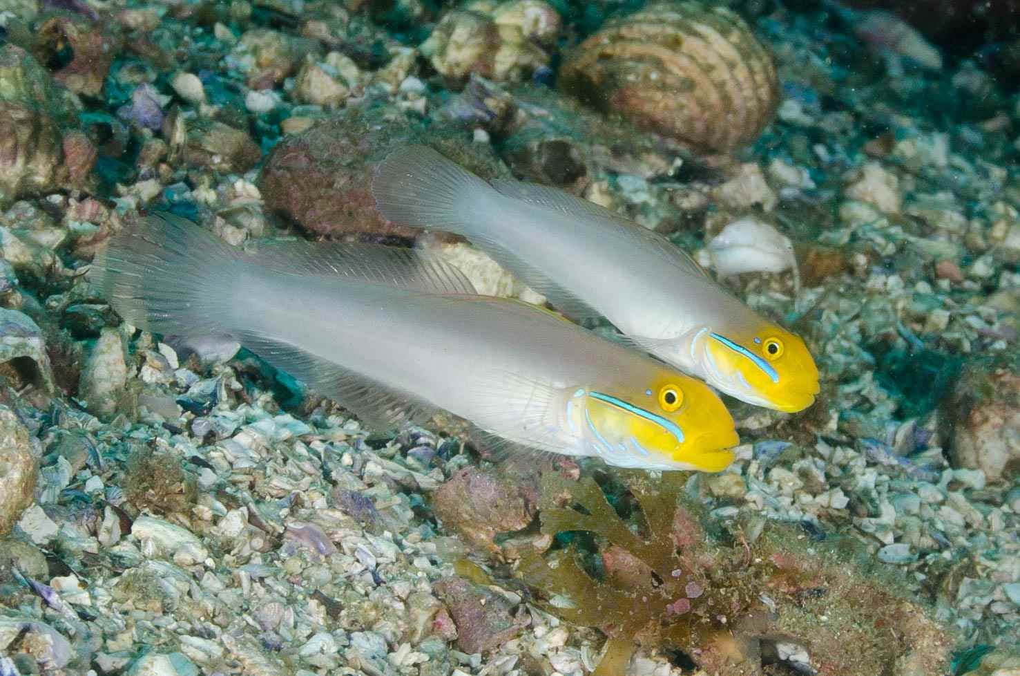 گوبی اسلیپر سر طلایی