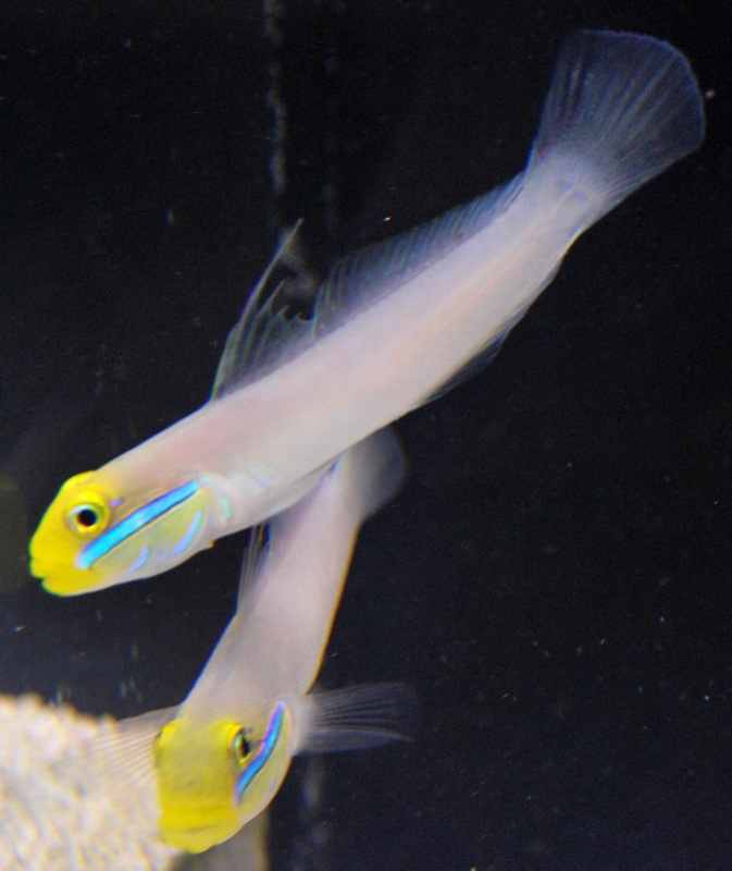 Sleeper Gold Head Goby