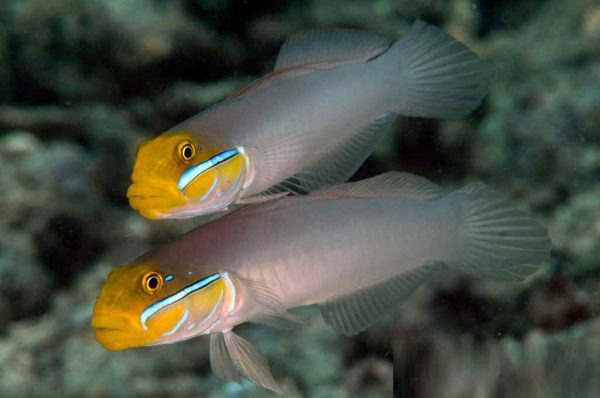 گوبی اسلیپر سر طلایی