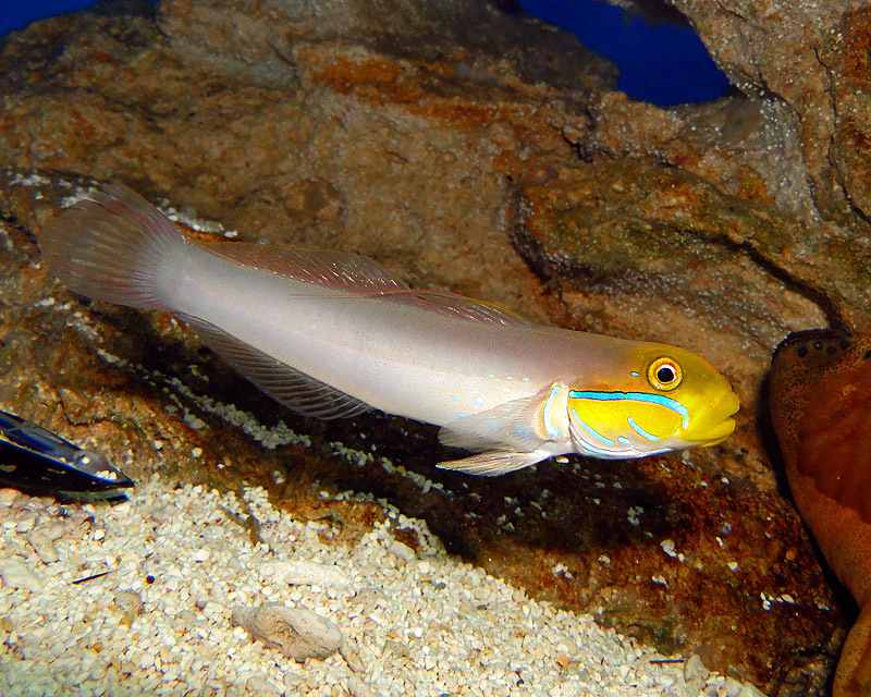 Sleeper Gold Head Goby