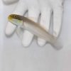 Sleeper Gold Head Goby