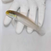 Sleeper Gold Head Goby
