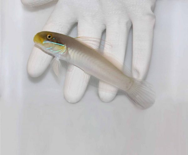 Sleeper Gold Head Goby