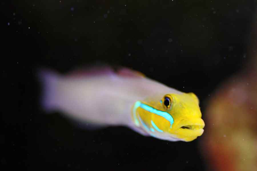 گوبی اسلیپر سر طلایی