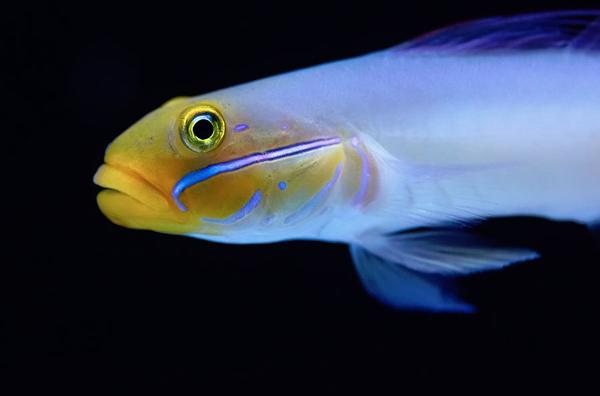 Sleeper Gold Head Goby