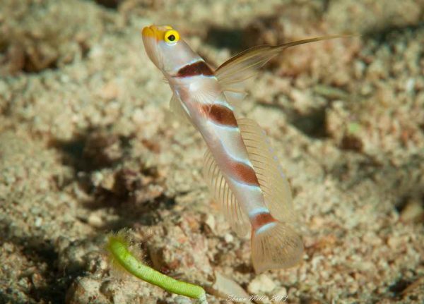 گوبی پوزه زرد