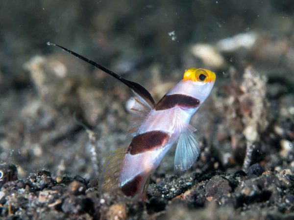 گوبی پوزه زرد