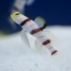 Dracula Goby