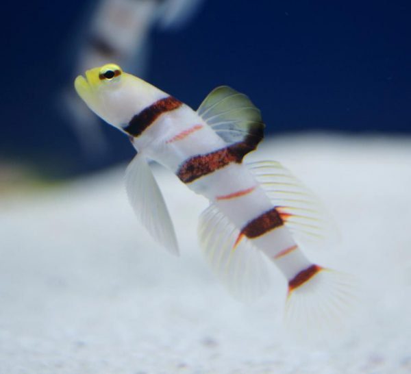 Dracula Goby