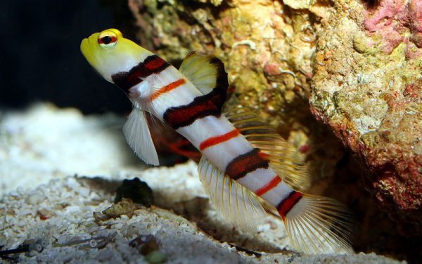 Dracula Goby