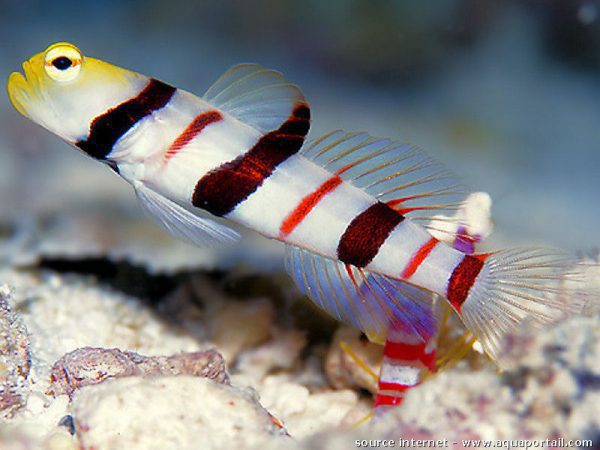Dracula Goby