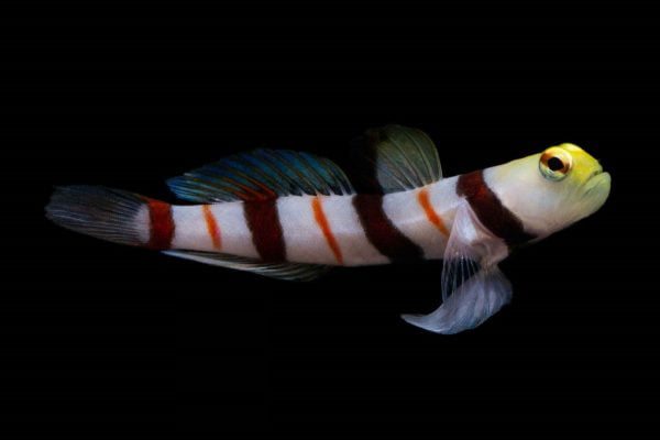 گوبی دراکولا