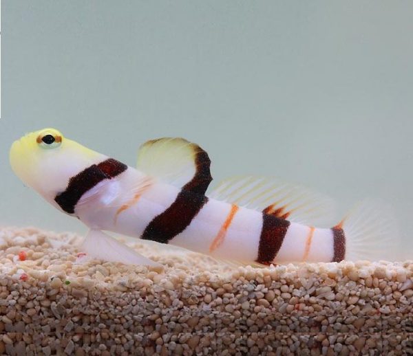 Dracula Goby