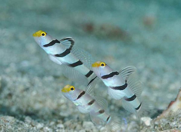 گوبی دراکولا