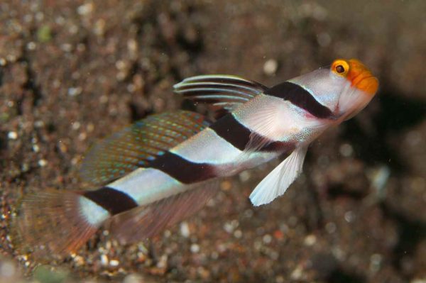 گوبی دراکولا