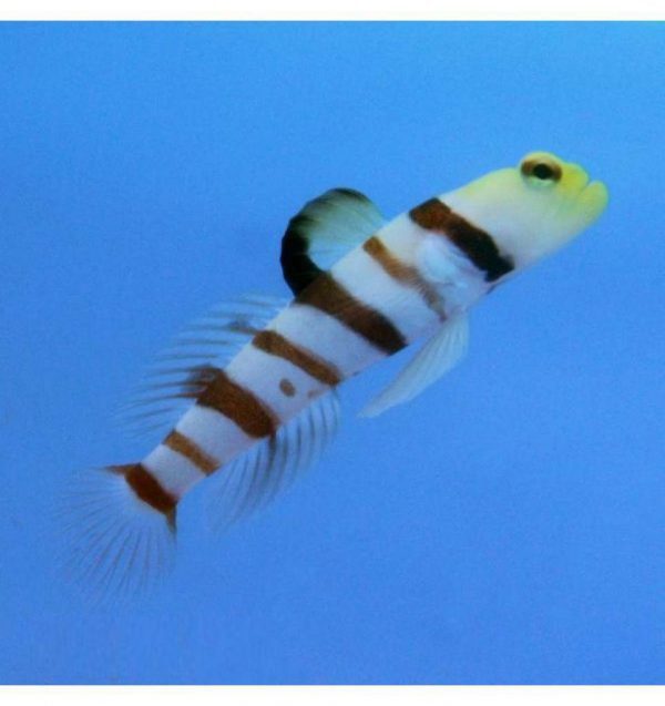 Dracula Goby