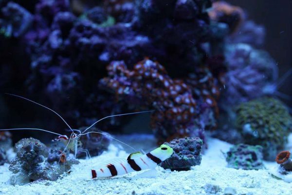 Dracula Goby