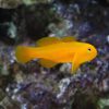 Yellow Clown Goby