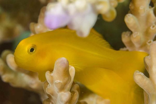 گوبی دلقک زرد