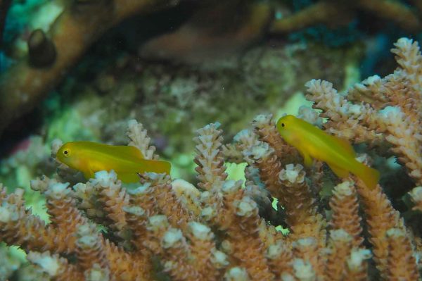 گوبی دلقک زرد