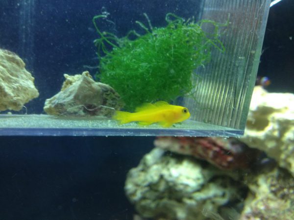 Yellow Clown Goby