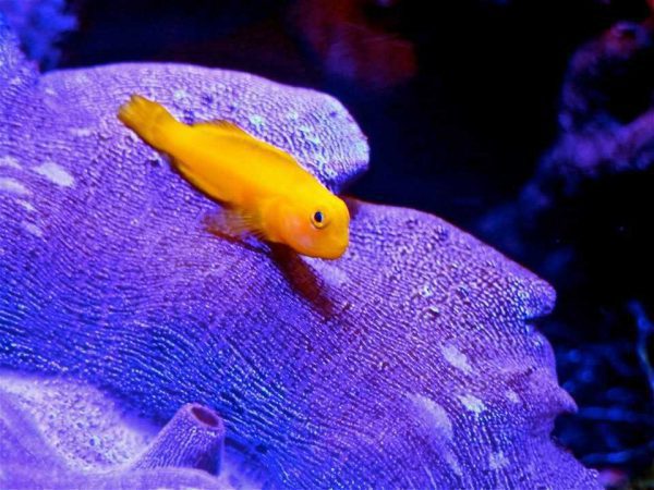 Yellow Clown Goby
