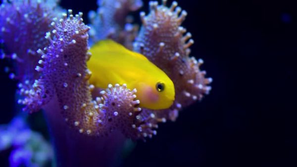 گوبی دلقک زرد