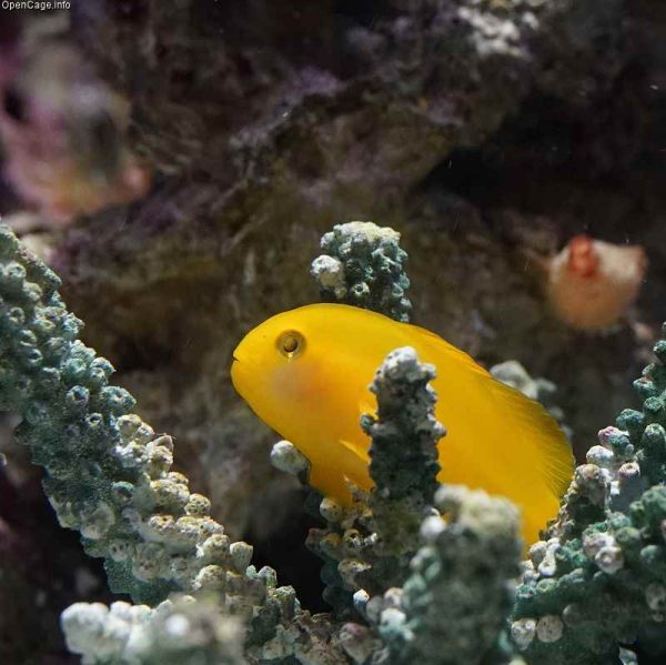 گوبی دلقک زرد