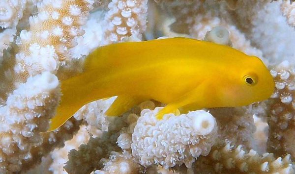 گوبی دلقک زرد