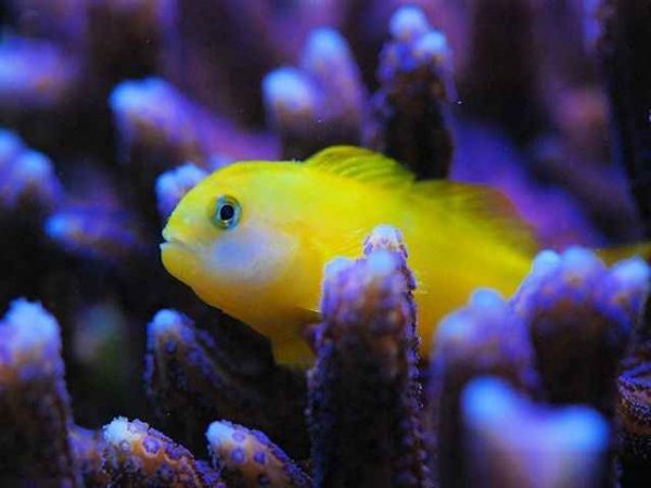 گوبی دلقک زرد