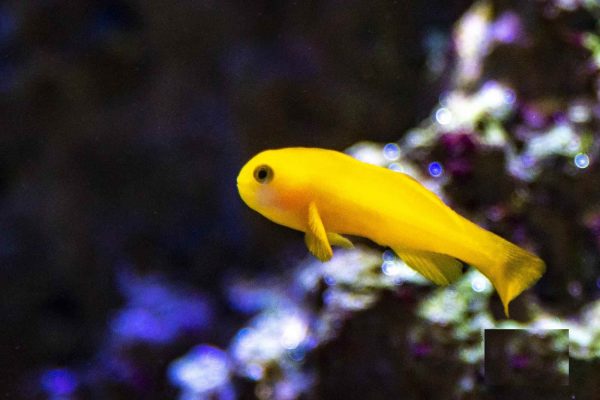 گوبی دلقک زرد