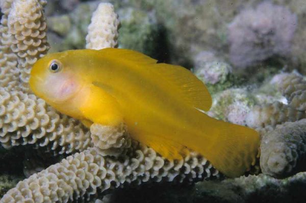 گوبی دلقک زرد