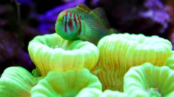 گوبی دلقک سبز