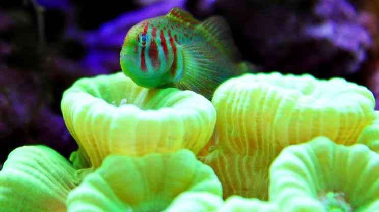 گوبی دلقک سبز