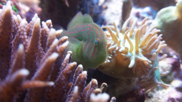 گوبی دلقک سبز