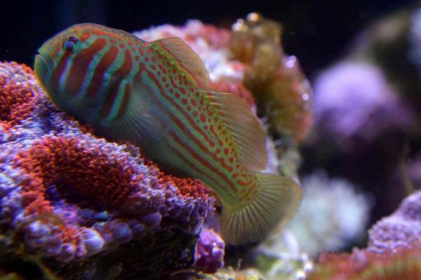 گوبی دلقک سبز