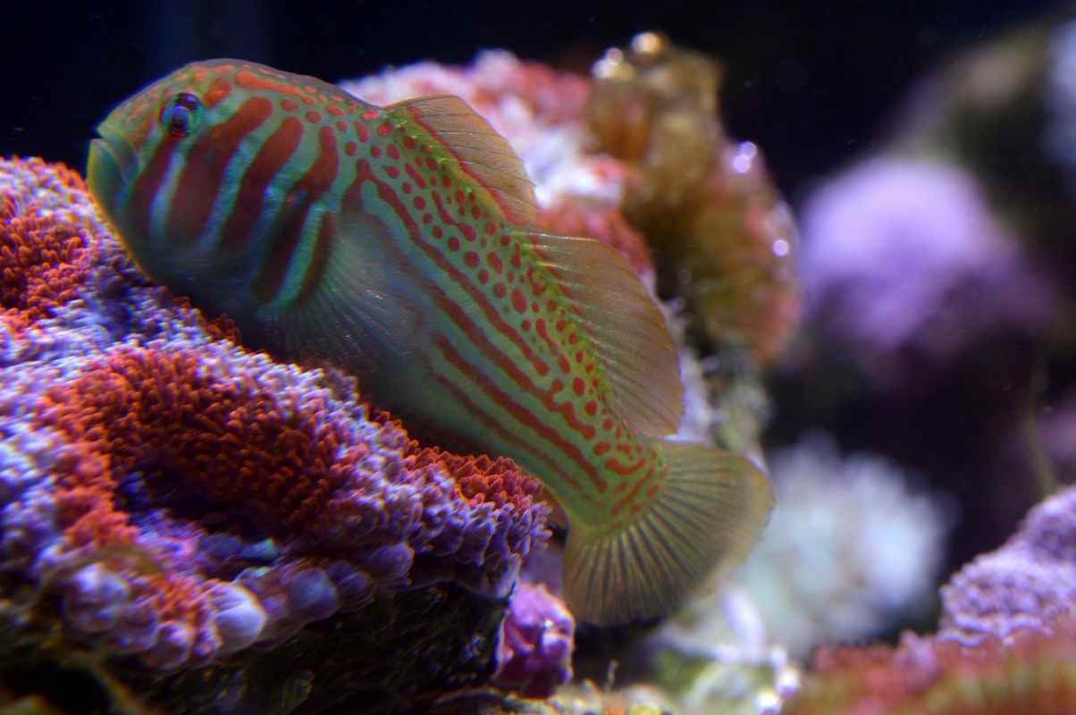 گوبی دلقک سبز