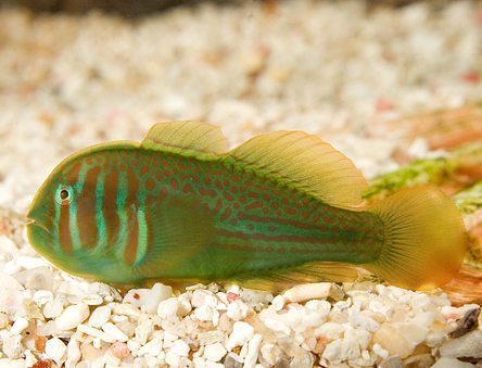 Green Clown Goby
